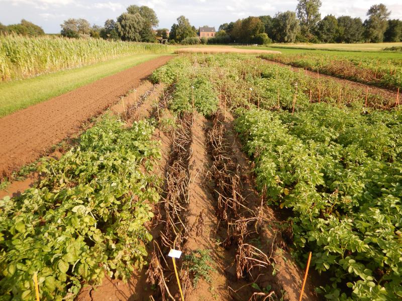 Trois variétés robustes sur les essais variétés robustes «zéro traitement» du CRA-W à Gembloux en août 2021. De gauche à droite, la chair ferme Zen, Allians (CF) et Jacky, une chair tendre, cultivée notamment pour faire des grenailles.