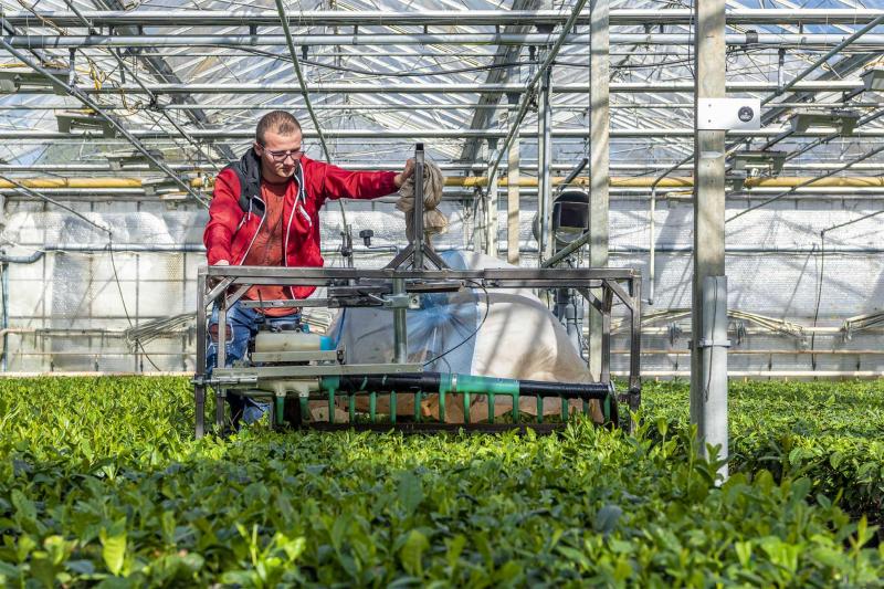 La récolte du thé s’effectue avec une «tondeuse» réglable en hauteur  qui ne coupe que le sommet de la plante.