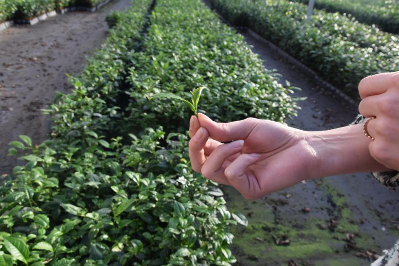 Chez «Local Tea» on ne cueille que les bourgeons ainsi que les deux feuilles qui le suivent. Ceci garanti la fraîcheur et les saveurs des thés.