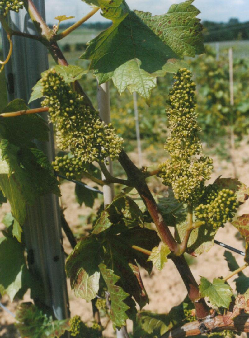 Chez les vignes, les fleurs sont disposées  en grappes composées que l’on appelle également « panicules ».