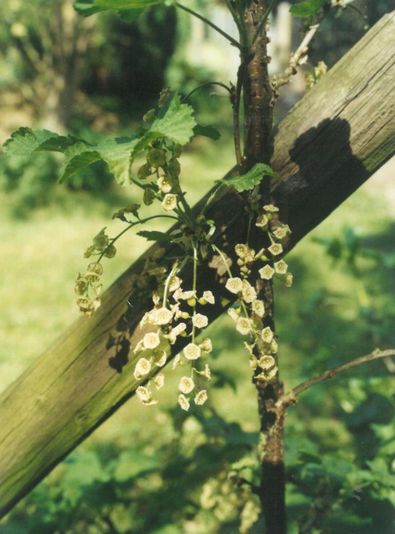 Les fleurs de groseilliers sont  hermaphrodites. Elles comportent  5 sépales soudés formant une sorte  de grelot et 5 pétales libres.