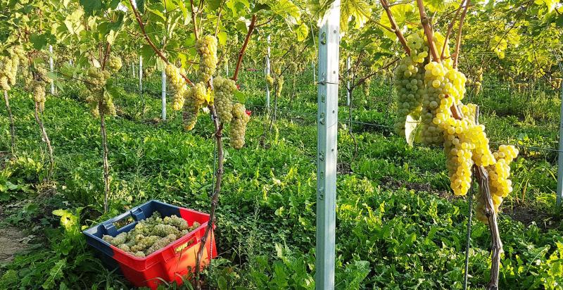 Moment de vendanges pour la coopérative Vin du Pays de Herve.