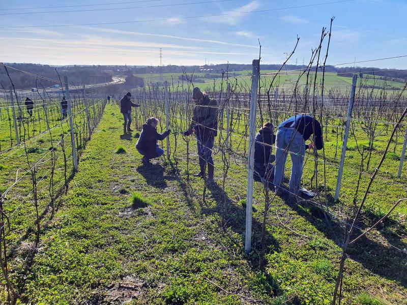 Le Domaine du Blanc Caillou, un vignoble en collaboration avec la Carrière des Calcaires de la Sambre  qui veut remercier ses voisins en produisant du vin.