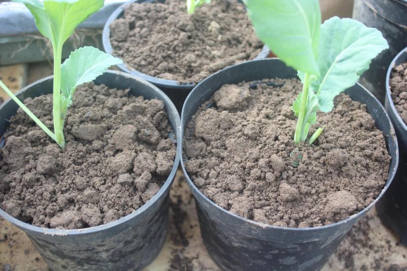 Nous pouvons planter les choux-fleurs dans des grands pots et les laisser en serre jusqu'à la plantation en plein air, vers la mi-avril.