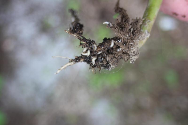 La mouche du chou qui est surveillée de près également, les interventions  devant se faire au pied des plants et le cas échéant, avant la pose du voile.