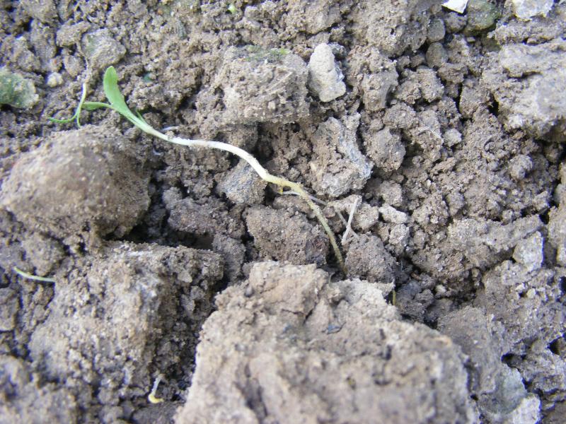 Les conditions sont réunies pour avoir une levée des adventices à germination printanière.  En prenant un peu d’avance, nous augmentons les chances  d’un faux-semis supplémentaire en avant-saison.
