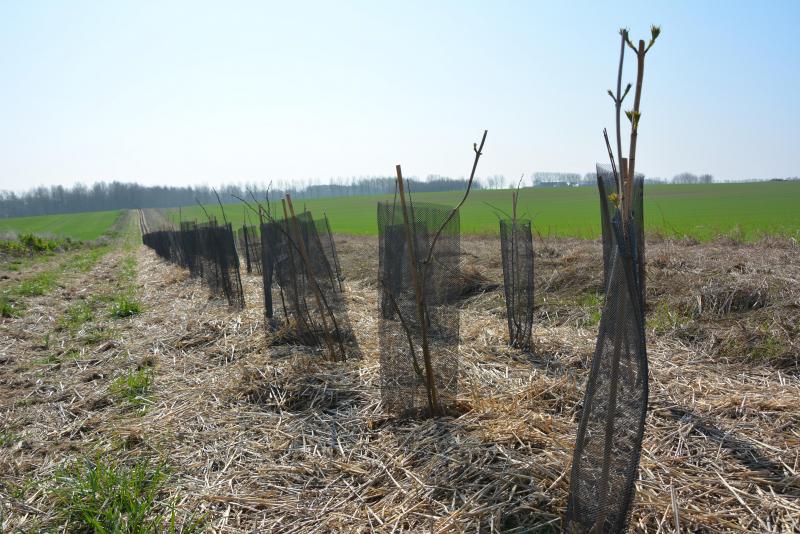 A Chastre, 560m de haie double rang, soit un total de 1.600plants, ont été plantés.