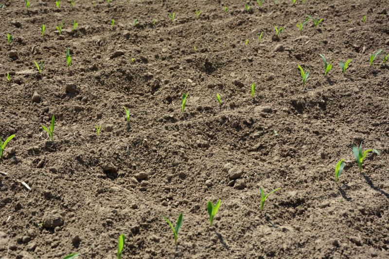 Un désherbage réussi permettra aux plantules de croître sans concurrence.  Cela se traduira par un meilleur résultat à la récolte.