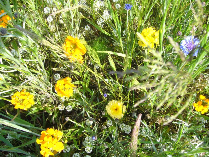 Un ou deux m² de fleurs des champs changent tout l'aspect du potager,  habritent de précieux auxiliaires et permettent la constitution de bouquets.