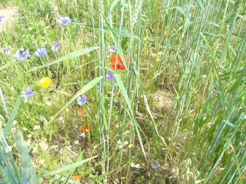 Le semis simultané de quelques céréales permet d'assurer un support  pour éviter la chute des tiges fines de fleurs après une pluie ou sous le vent.