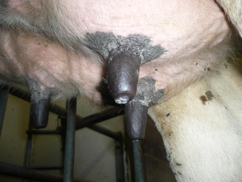 Quand les sphincters des trayons sont trop ouverts, le risque d’infection de la glande mammaire existe.