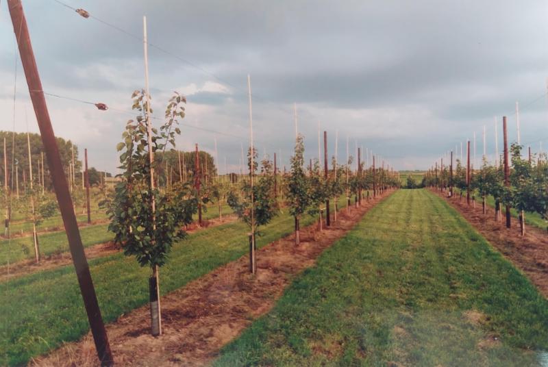 Le comportement des nouvelles variétés d’abricot est à l’étude au Centre fruitier wallon  à Merdorp (Hannut). Leur jugement demande une dizaine d’années.