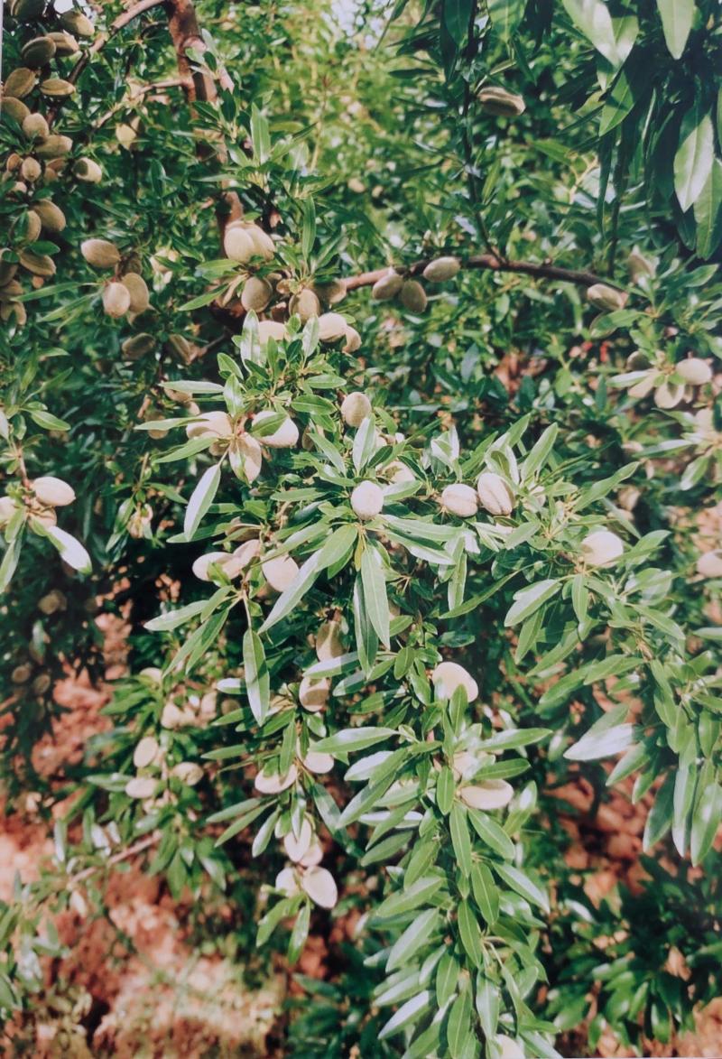 Les amandes peuvent être récoltées précocement : ce sont les amandes vertes (ici illustrées) ; ou à maturité : ce sont les amandes sèches.