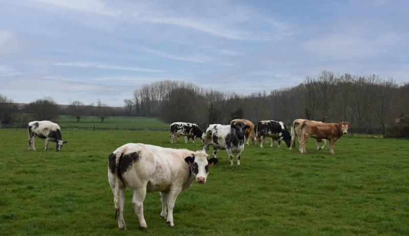 La province du Hainaut accueille sur son territoire principalement des exploitations mixtes, aussi bien des cultures (commerciales ou fourragères) et du cheptel (viandeux ou laitiers), dont la moyenne de celles qui sont suivies par le bureau d’économie rurale tournent autour de 80 ha.