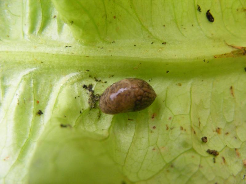 Limace grise (Deroceras reticulatum)