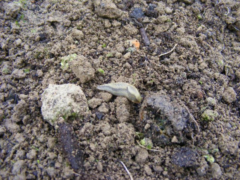 Limace grise (Deroceras reticulatum).