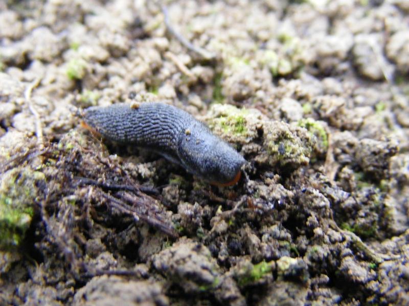 Limace noire (Arion hortensis).