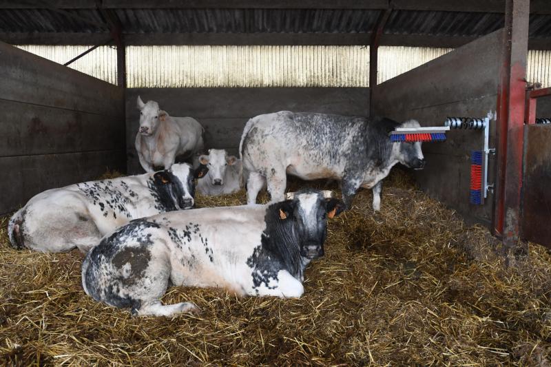 Le cahier de charges «Pré de chez nous» fait davantage  pour le bien-être animal que la norme.