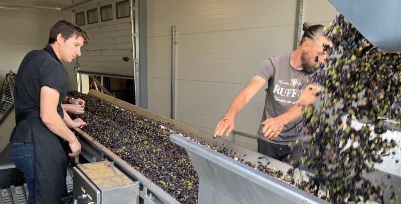 L'arrivée des raisins au pressoir en 2020 sous l'œil attentif de John Leroy.
