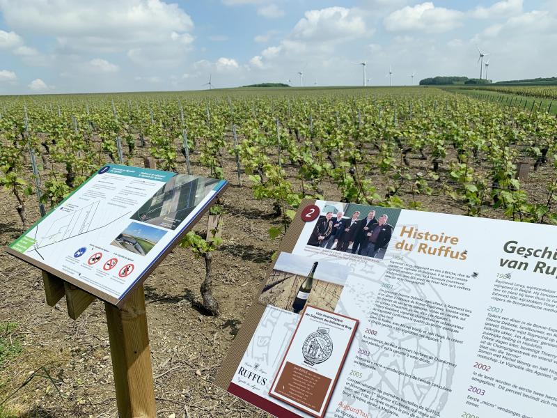 Une randonnée dans le vignoble durant l'été?