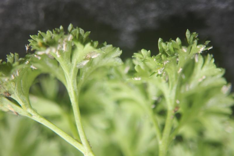 Pour les pucerons, il ne suffit pas de réaliser un comptage sur une centaine de plantes de notre culture. Il faut répéter ces observations à intervalles de 5 ou de 7 jours.
