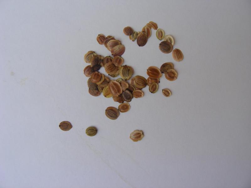Les semences ne se conservent pas plus de quelques années. Cela dépend de l'espèce.  Le panais ne conserve sa capacité à bien germer que moins de deux ans.