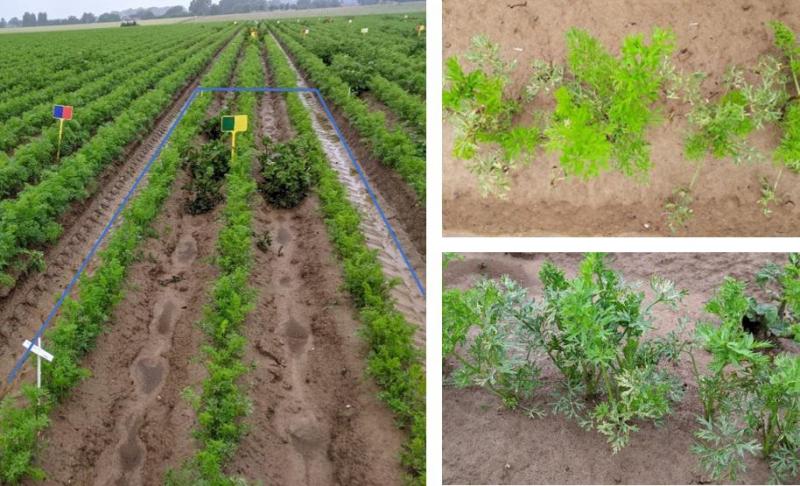Figure 2 : à gauche : parcelle traitée avec le produit Toki en post-émergence (entourée en bleu), présence d’un freinage  de la culture de carotte ; à droite : symptômes de phytotoxicité dus au produit Toki.