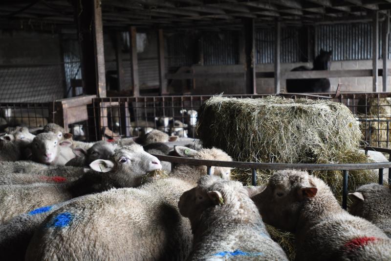 Les ovins valorisent très bien les fourrages auto-produits.