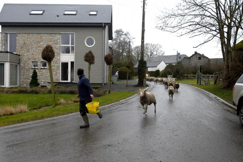 Le retour au pré, une promenade au milieu du village qui attire les regards.