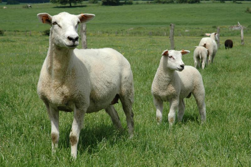 Le nombre d’éleveurs ovins wallons est passé de 320 en 2010 à 541 en 2020.