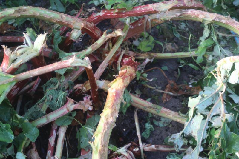Les lésions sur les pétioles et sur les feuilles sont importantes. Le mieux:est de récolter l'ensemble et de préparer en confitures la partie utilisable. Le reste rejoindra  le tas de compost.