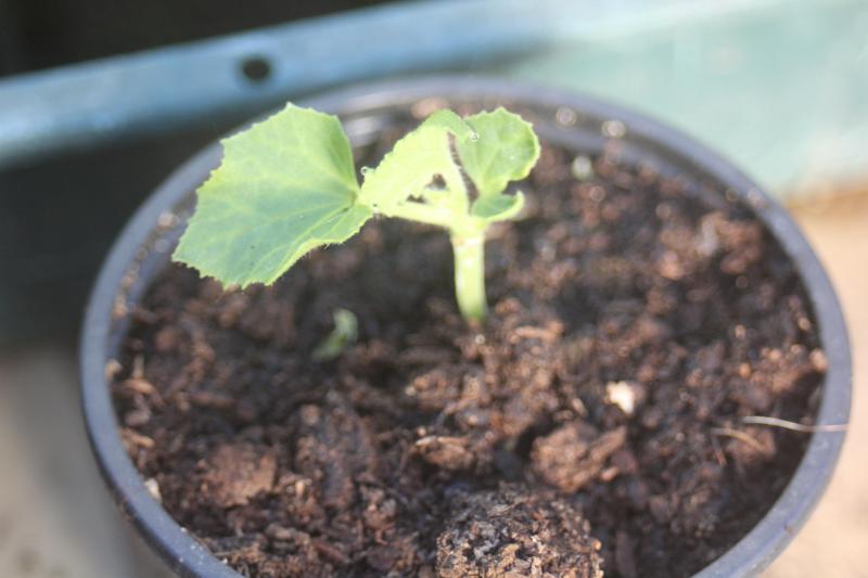 Certaines plantes repoussent assez facilement, comme les cucrubitacées. La production  aura du retard mais peut encore être correcte.