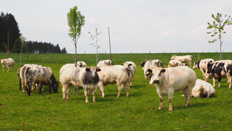 Source d’acides aminés indispensables pour le bétail, les protéines sont  une composante majeure de l’alimentation animale et essentielles  pour l’agriculture wallonne, terre d’élevage.