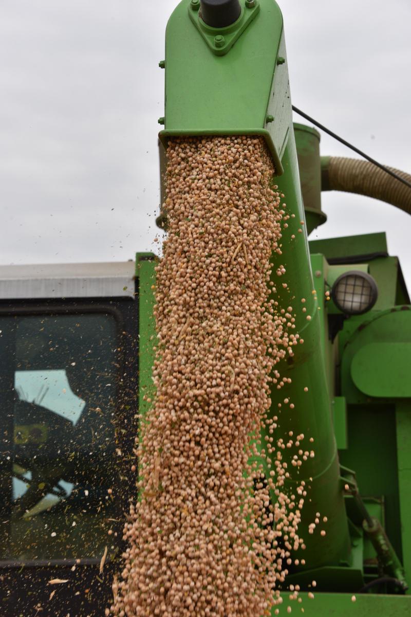 Les pois protéagineux sont cultivés surtout pour l'alimentation animale et possèdent  une teneur élevée en protéines de leur graines.
