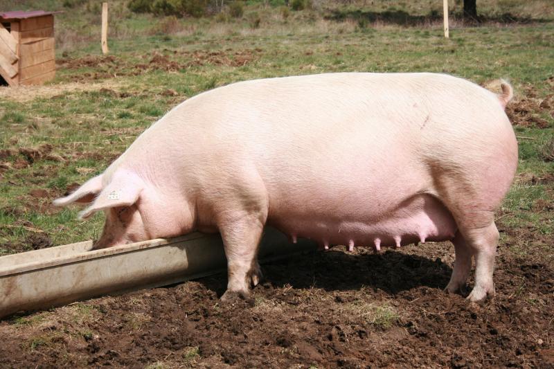 Le bien-être animal, c’est notamment la liberté physiologique avec l’absence de faim et de soif suivie de la liberté environnementale en amenant tout le confort thermique et physique nécessaire aux animaux et qui correspond à son espèce.