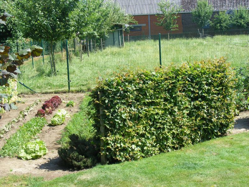 Un petit coin du jardin d'ornement peut aussi bien être valorisé en un potager  qu'en un parterre uniquement fleuri.
