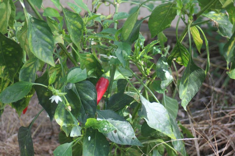 Les piments et poivrons sont décoratifs par leur feuillage, les fleurs et les fruits  qui sont d'abord verts avant de se colorer.