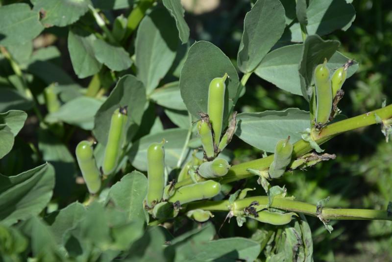 Pour féveroles (ainsi que pour les pois), la teneur en humidité des grains  est fixée à 14 %. La réfaction commence dès 14,1 %.