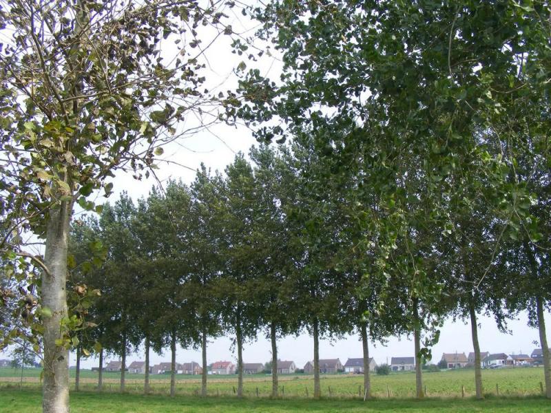Les parcelles de racines de chicon sont à surveiller quant à la présence de puceron des racines, en particulier les premiers semis (réalisés en période sèche) et à proximité de peupliers.