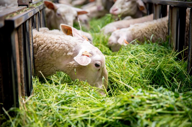 Analyser les fourrages, mesurer les quantités distribuées et ingérées, contrôler les performances des animaux sont des actions pouvant permettre d’ajuster plus finement les rations et de réaliser des économies substantielles.