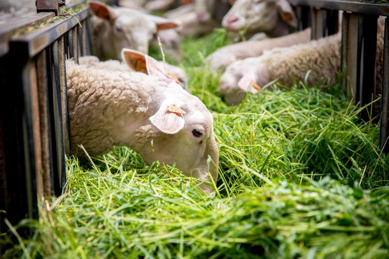 Chez les frères Baikrich: d'un élevage de 50 moutons à la création d'une  filière pour écouler des agneaux toute l'année 