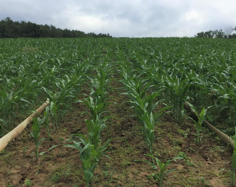 Maïs témoin sans sous-semis,  en date du 28 juin.