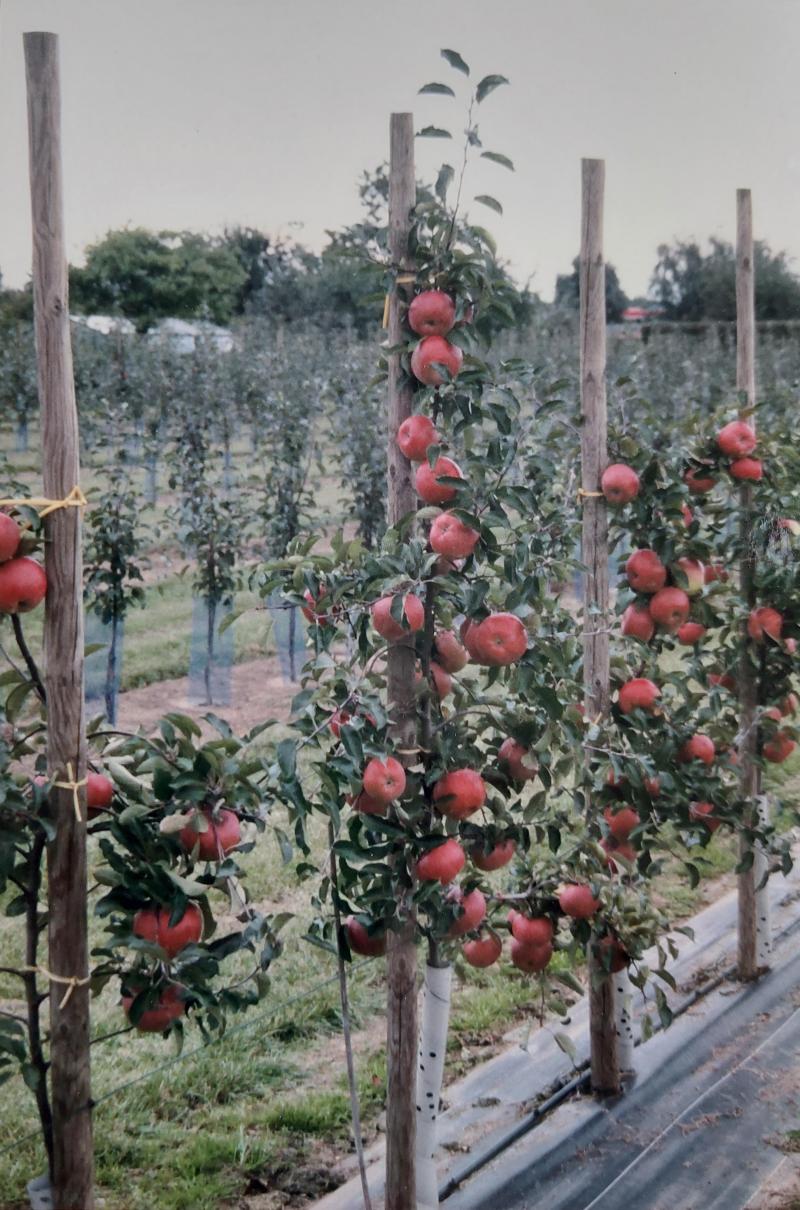 Certains arbres (ici, des pommiers) présentent des couronnes étroites dites «colonnaires».