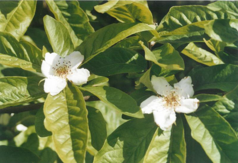 Les grandes fleurs blanches des néfliers produisent un effet décoratif sans pareil  en se détachant du feuillage vert foncé du fruitier.