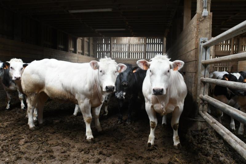 Une réduction des apports de concentrés jusqu’à 1,5 kg/vache/jour pendant 2 à 3 mois  sur la seconde partie de l’hiver est possible. En pratique, cela correspond  à une suppression de l’apport de concentrés pour les multipares.