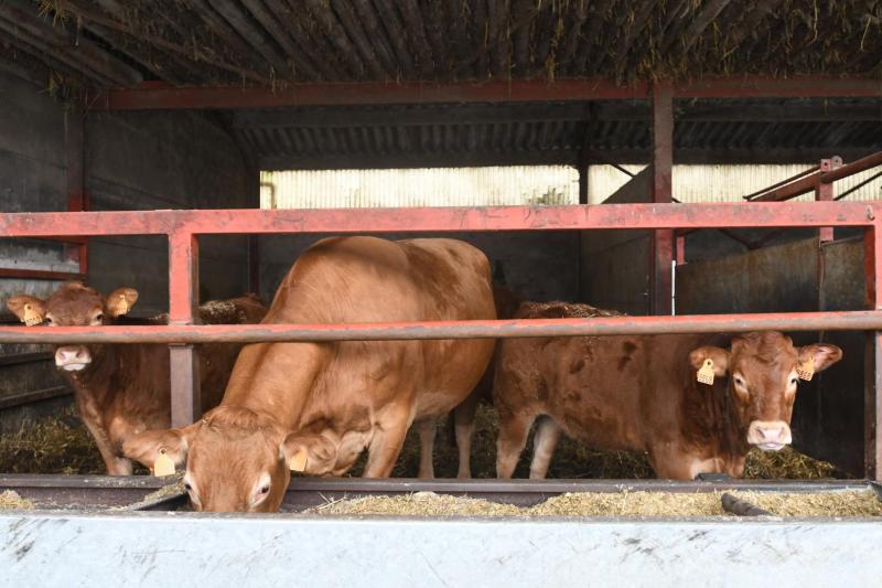 Favoriser la consommation de fourrages (pâturage ou stocks) par le troupeau reproducteur ou les animaux en finition permet la réduction des coûts de l’alimentation,  notamment en réduisant le recours aux concentrés.