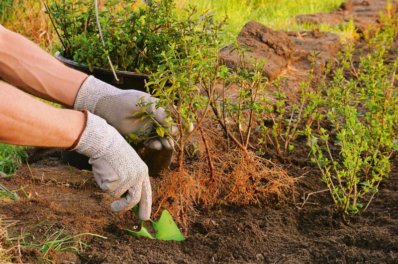 L’horticulture wallonne est en pleine mutation : la profession est vieillissante et la difficulté de trouver de la main-d’oeuvre se fait ressentir.