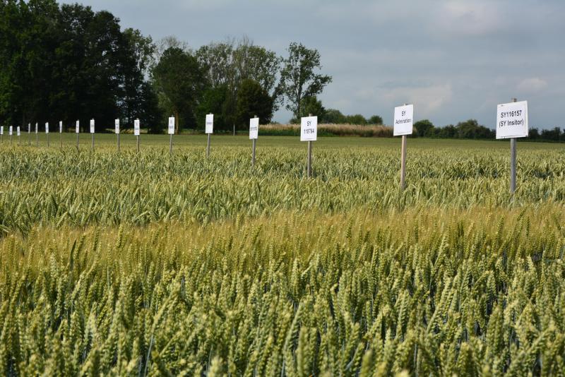 Pas moins de 50variétés de froment figurent dans les essais du Carah.