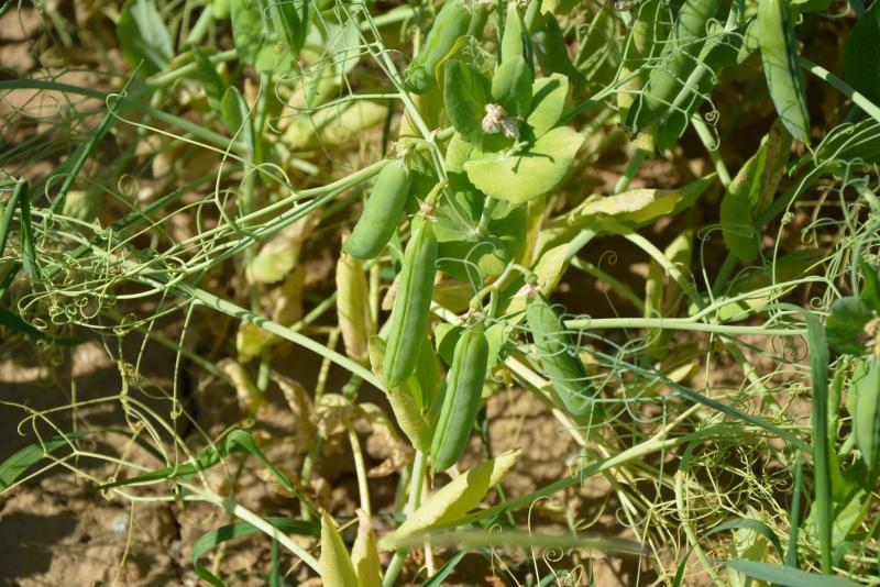 Si l’augmentation de la production des protéines végétales en Wallonie est liée  à la culture de légumineuses en association, la production de féveroles et de pois  protéagineux est restée stable avec une moyenne de 500 ha plantés annuellement.