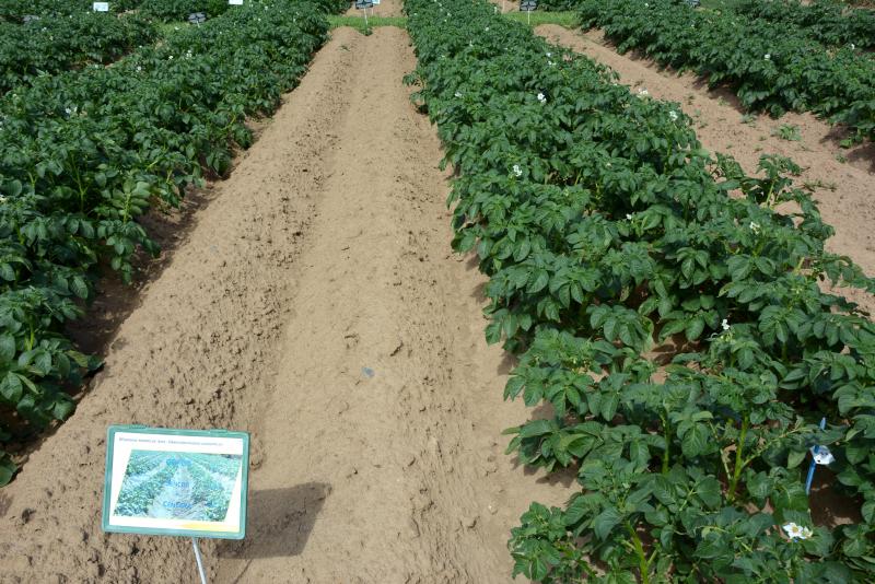 Gofor se montre sélectif de toutes les variétés de pommes de terre.  Efficace contre les chénopodes et le datura stramoine, il sera associé  à divers partenaires sélectionnés selon la flore adventice rencontrée.